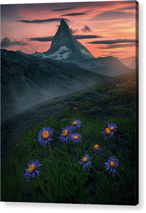 Flowers Underneath Matterhorn - Acrylic Print