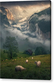 Lauterbrunnen Sheeps - Acrylic Print