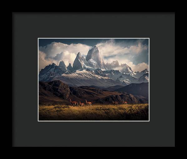 Fitz Roy Guanaco - Framed Print