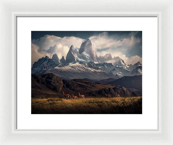 Fitz Roy Guanaco - Framed Print