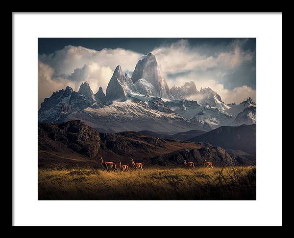 Fitz Roy Guanaco - Framed Print