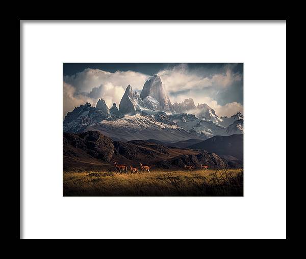 Fitz Roy Guanaco - Framed Print