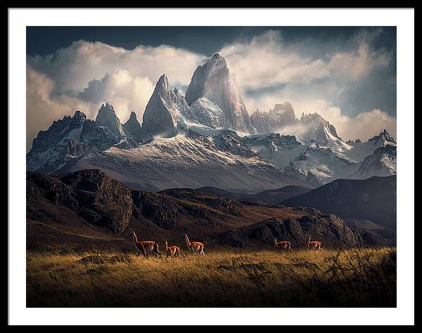 Fitz Roy Guanaco - Framed Print