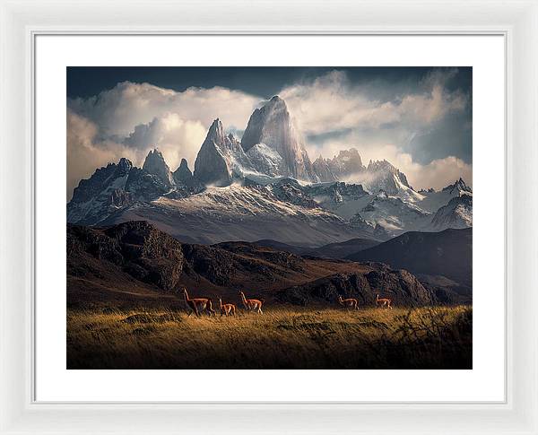 Fitz Roy Guanaco - Framed Print