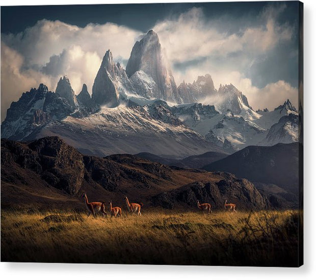 Guanaco Patagonia - Acrylic Print