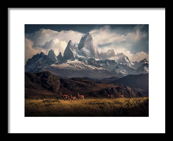 Fitz Roy Guanaco - Framed Print