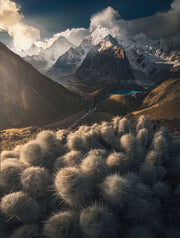 Peru Mountain Flowers - Acrylic Print