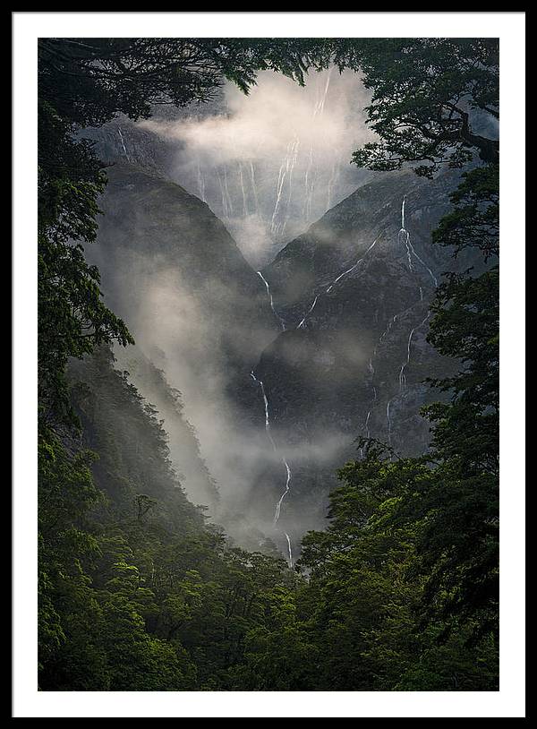 NZ Forest View - Acrylic Print - Framed Print