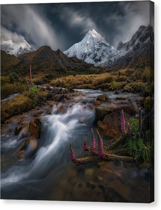 Lupine Cordillera Blanca - Canvas Print