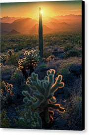 Arizona Fine Art Cacti - Canvas Print