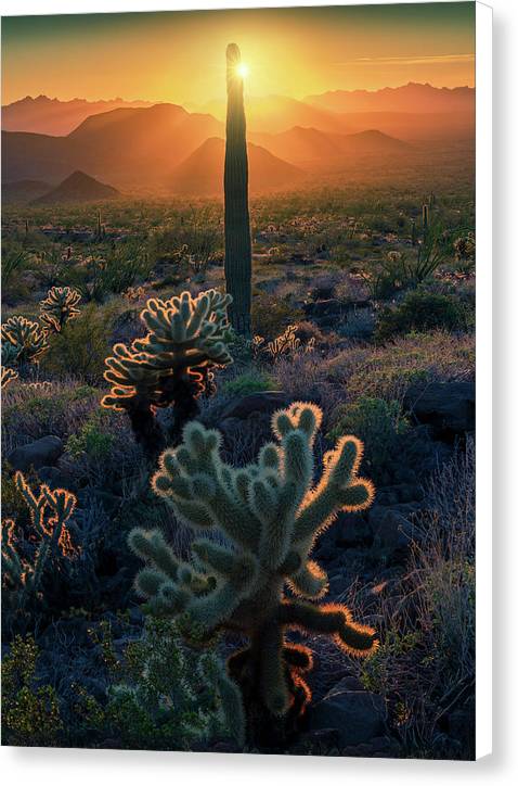 Arizona Fine Art Cacti - Canvas Print