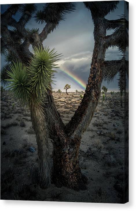 Rainbow Joshua Tree - Canvas Print