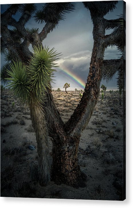 Colorado Joshua Tree - Acrylic Print