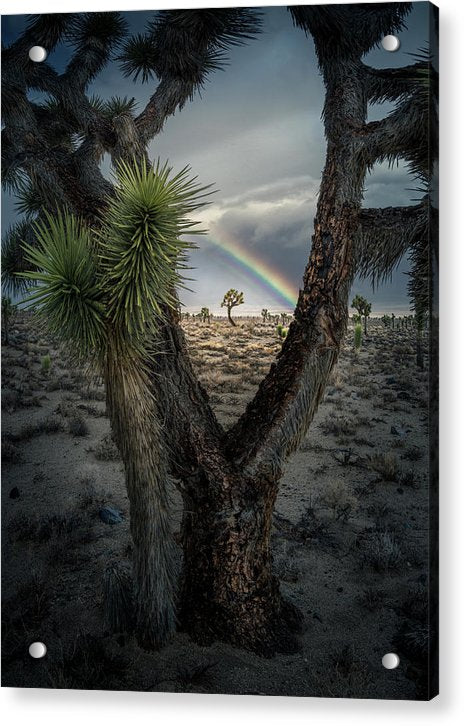 Colorado Joshua Tree - Acrylic Print