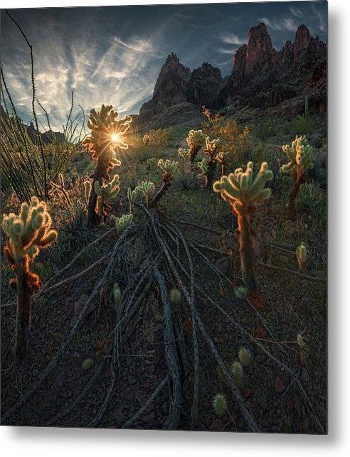 Arizona Cacti Sunrise - Metal Print
