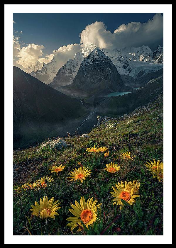 Framed print of yellow mountain flowers in peru - white mat and black frame - biggest size
