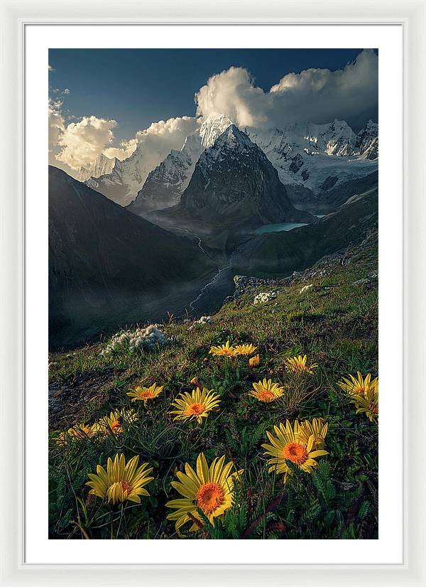 Framed print of yellow mountain flowers in peru - white mat and white frame - extra extra large size
