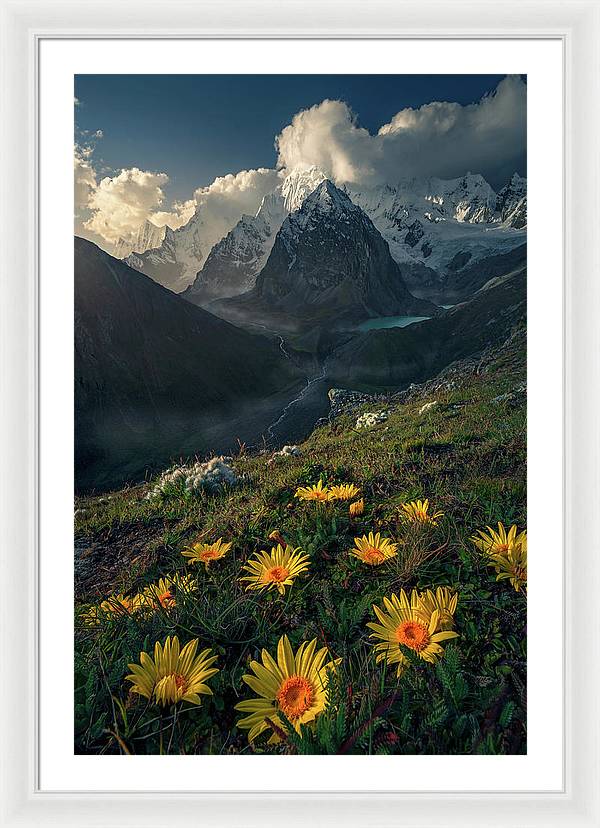 Framed print of yellow mountain flowers in peru - white mat and white frame - extra large size