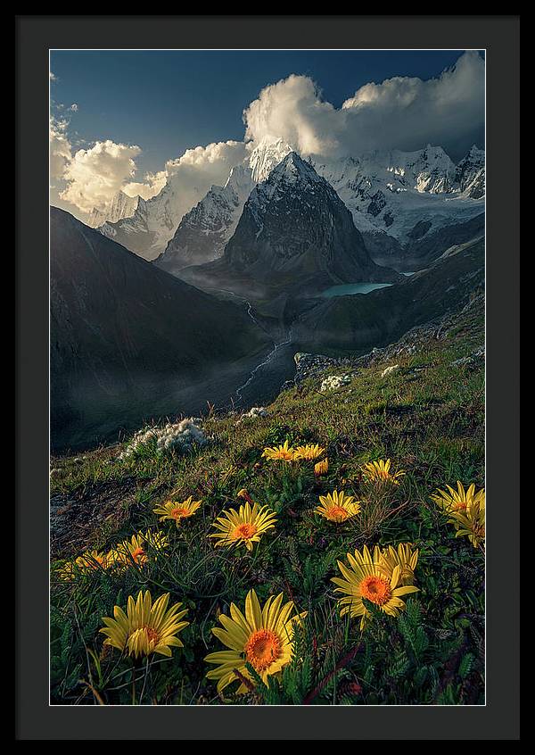 Framed print of yellow mountain flowers in peru - black mat and black frame - biggest size