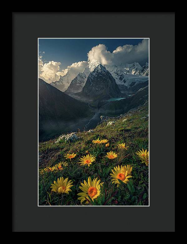 Framed print of yellow mountain flowers in peru - black mat and black frame - extra small size