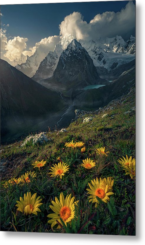 Yellow Flowers Mountain - Metal Print