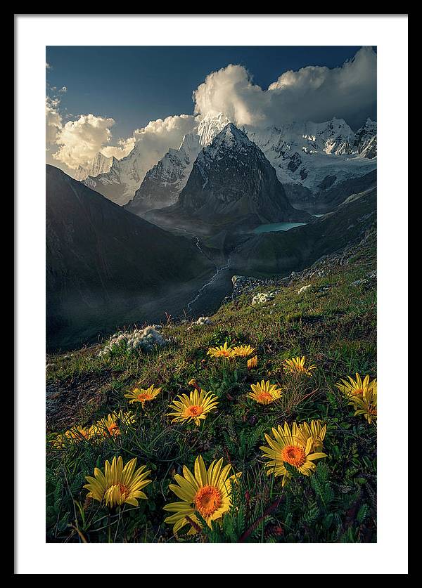 Framed print of yellow mountain flowers in peru - white mat and black frame - very large size