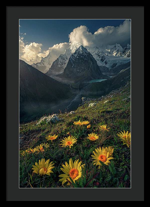 Framed print of yellow mountain flowers in peru - black mat and black frame - bigger than normal size