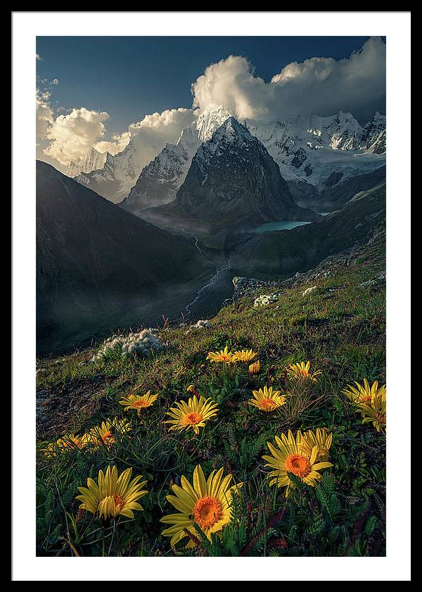 Framed print of yellow mountain flowers in peru - white mat and black frame - extra extra large size