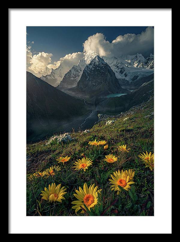 Framed print of yellow mountain flowers in peru - white mat and black frame - large size