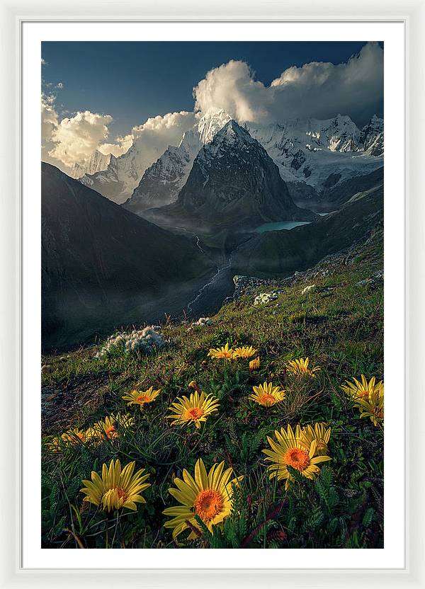 Framed print of yellow mountain flowers in peru - white mat and white frame - largest size