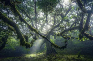 Sunbeam forest madeira