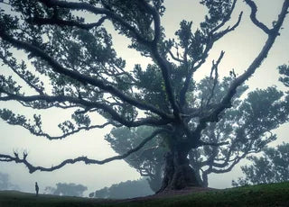 Spooky madeira forest