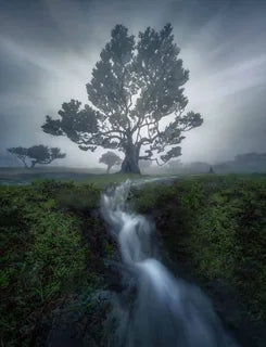 Fanal madeira stream