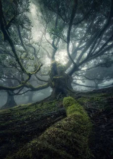 Misty fanal forest