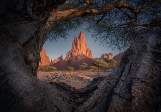 Tree frame saudi
