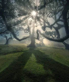 Sunbeam madeira