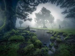 Madeira fanal forest