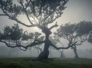 Madeira — photograph from the tour itinerary