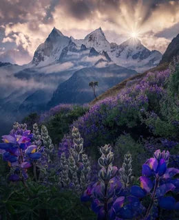 Cordillera Blanca mountain in the Peruvian Andes with large purple lupin flower bushes covering the hillsides, a golden sunstar over the peak, in the midground a lone tree on the hillside surrounded by streams of mist.