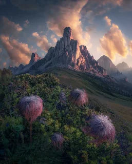 Passo Giau in the Dolomites at sunrise with golden clouds above it and catching soft light on the side of the peaks, a cluster of fluffy seedhead flowers in the foreground on the green hillside.