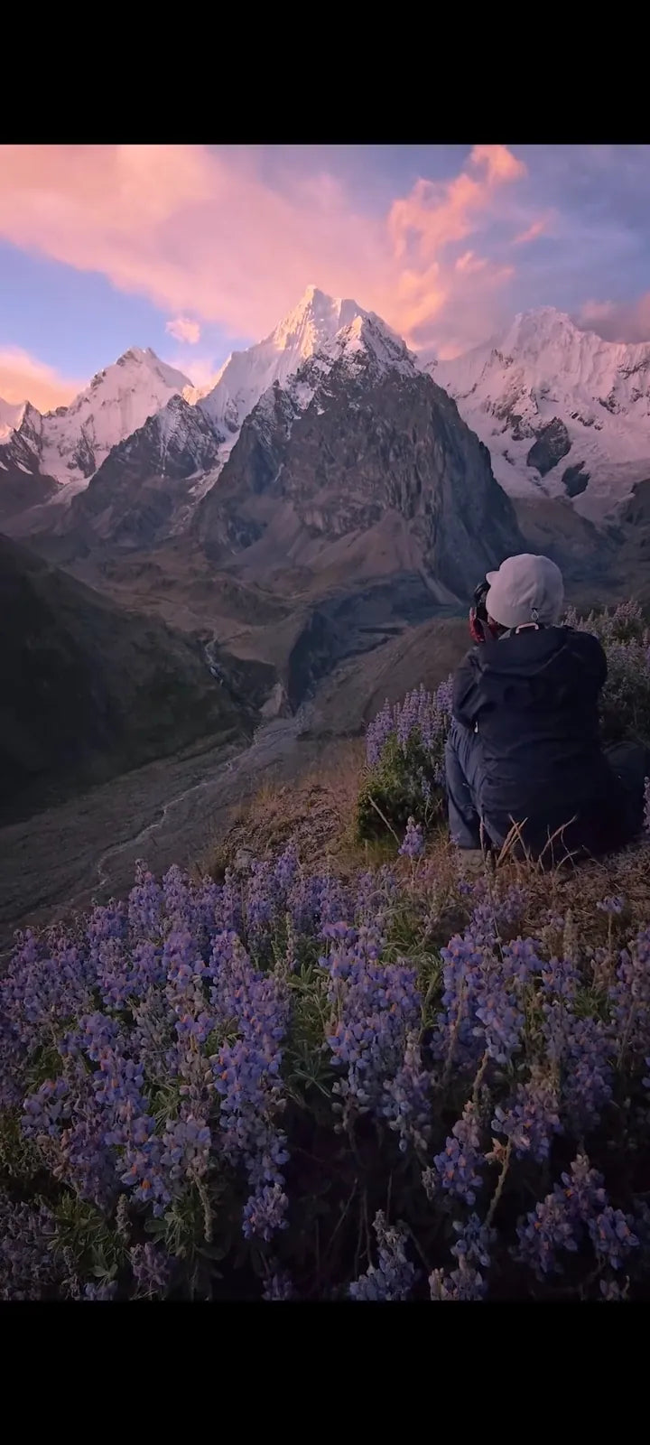 A seated photographer among purple wildflowers photographing snow-covered peaks beneath a pink evening sky