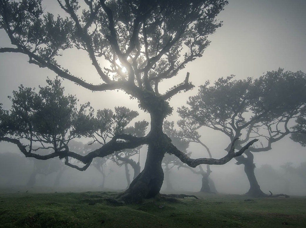 A spreading laurel tree silhouetted against bright mist in Madeira's Fanal Forest.